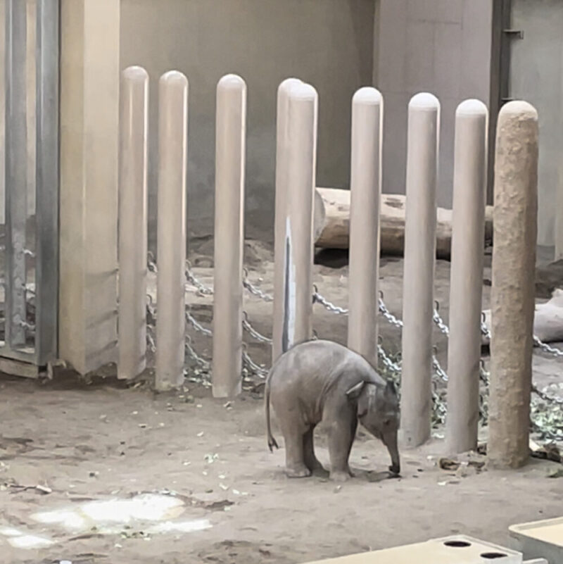 円山動物園　ゾウの赤ちゃん