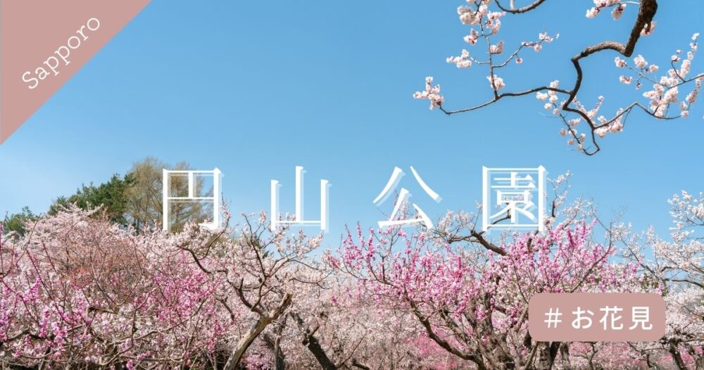 札幌円山公園　桜
